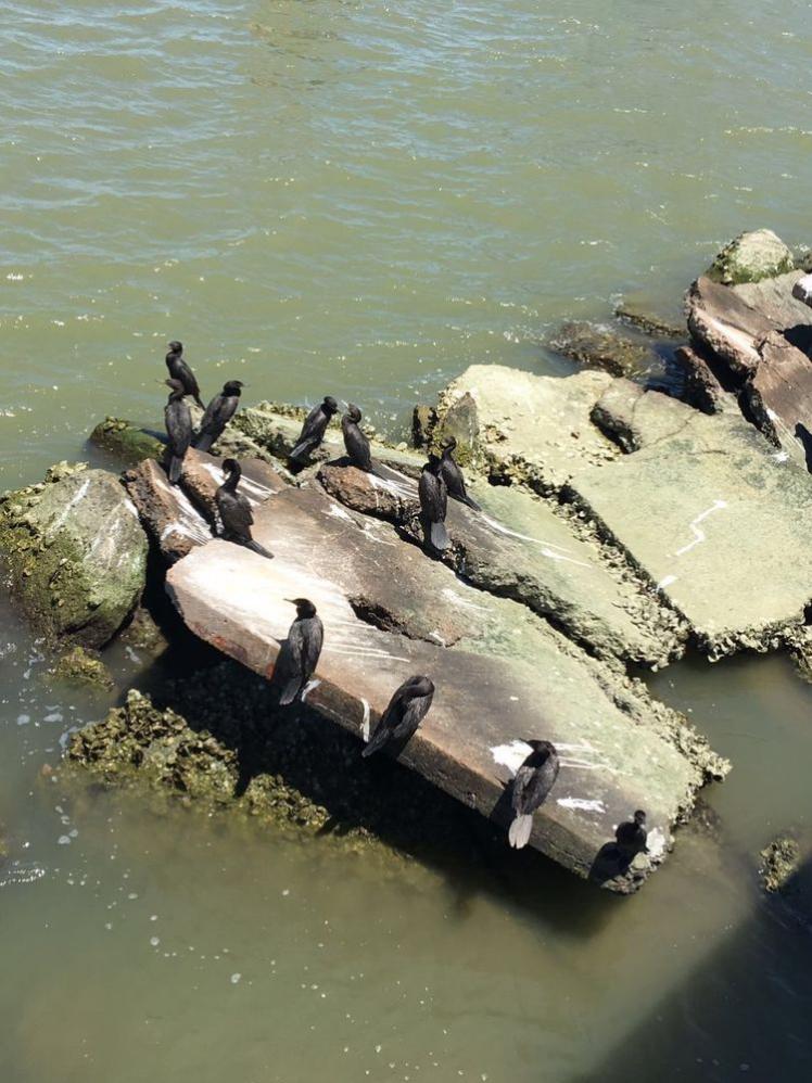 瞧這海邊礁石上：悠閑棲息的海鳥們！