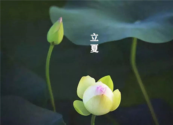 立夏已至，萬物向陽；